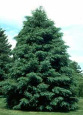 Douglas fir -- Douglastanne