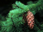 Cone of a douglas fir --
                            Zapfer der Douglastanne