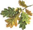 Leaved of
                        common oak in autumn -- Bl�tter der Stieleiche
