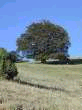 Turkey oak -- Zerreiche