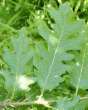 Leaves of turkey oak -- Bl�tter der
                          Zerreiche