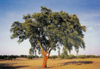 Cork oak
                        -- Korkeiche
