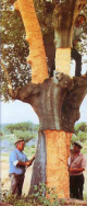 Cork oak is peeled -- Korkeiche wird
                              gesch�lt