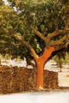 Cork oak
                        is peeled -- Korkeiche gesch�lt