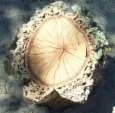 Cork oak: cross section of the trunk --
                          Querschnitt einer Korkeiche mit Kork aussen
