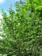 Hazel bush -- Haselbusch,
                              Haselstrauch , hazel
