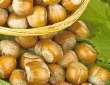 Hazelnuts for squirrels -- Haseln�sse
                            f�r Eichh�rnchen
