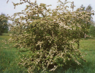 Big hawthorn bush blooming --
                            Weissdornbusch