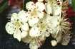 Hawthorn flower for nectar, also a
                            healing plant -- Weissdornbl�ten f�r Nektar