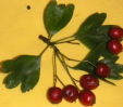Hawthorn berries for animals --
                            Bl�ttchen und Beeren des Weissdorn