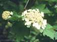 Flower umbles of common snowball for
                            nectar -- Bl�tendolden des Gemeinen
                            Schneeball