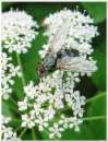 Elderberry blossoms in umbles for
                            nectar -- Holunderbl�ten