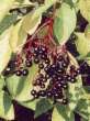 Elderberries for animals or for juice
                              -- Holunderbeeren