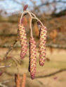 Alder catkins
                              for pollen -- Erlenk�tzchen