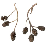Alder cones give
                              seeds -- Erlenz�pfchen