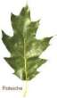 Red oak leave -- Roteiche Blatt