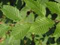 Leaves of a white beech -- Bl�tter der
                            Weissbuche