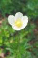 Anemone -- Waldanemone