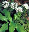 Wild
                            garlic -- B�rlauch