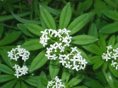 Blooming woodruff -- Bl�hender
                            Waldmeister