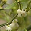 Mistletoe -- Mistel