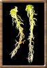 Moss: Sphagnum moss --
                                Sphagnum-Moos