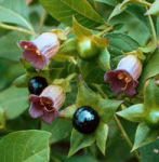 Belladonna -- Tollkirsche