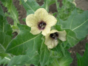 Henbane -- Bilsenkraut