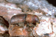 Bark
                          beetle -- Borkenk�fer