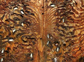 Bark
                          beetle: muzzle picture with beetle larvae --
                          Borkenk�fer: Frassbild