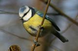 Bluetit -- Blaumeise