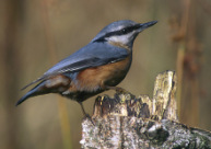 Nuthatch -- Kleiber