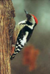 Middle spotted
                              woodpecker -- Mittelspecht