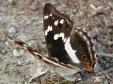 Purple emperor, female -- Grosser
                            Schillerfalter Weibchen, weiblich