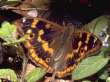Lesser purple emperor, male -- Kleiner
                            Schillerfalter, m�nnlich