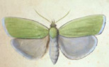 Acorn
                          moth -- Eichenwickler