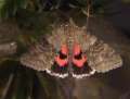 Red
                          underwing -- Ordensband