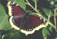 Mourning cloak
                              -- Trauermantel