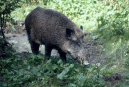 Wild boars
                            on a forest meadow -- Wildschwein im Wald