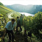 Vineyards on the
                            Middle Rhine