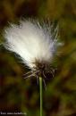 Cotton
                        grass -- Wollgras