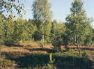 Birch
                        trees on moor territory -- Moorbirken