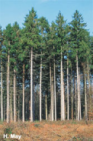 Spruce forest: This is not a
                                forest, but a tree plantation used by
                                capitalists.