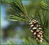 Weymouth pine, needles and
                            cones -- Weymouthskiefer