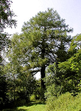 Larch with a characteristic airy
                          structure. -- L�rche
