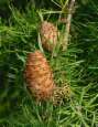 Larch cone -- L�rchenzapfen