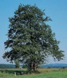 Alder, the shape
                              -- Erle