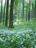 Matte
                                mit bl�hendem B�rlauch im Wald