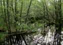 Alder swamp in
                            depression, example Briesetal near Berlin