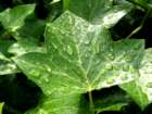 Ivy leave --
                          Efeublatt
